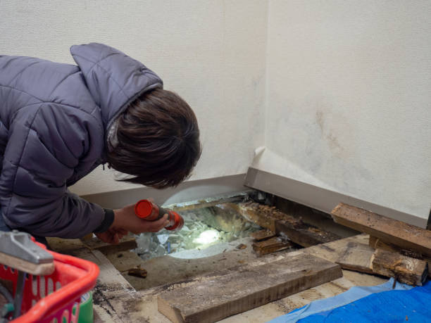 Best Environmental Consulting for Mold Prevention  in Port Orange, FL