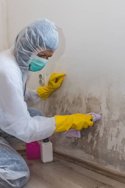 Best Industrial Mold Remediation  in Port Orange, FL