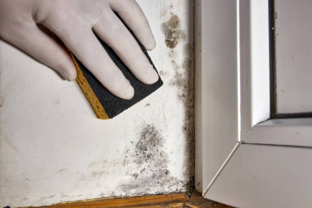 Best Dehumidification Services  in Port Orange, FL